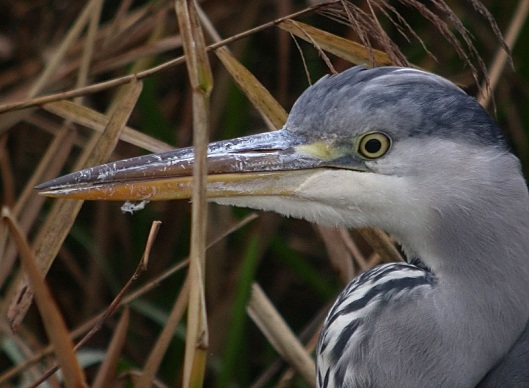 Blauwereiger291104